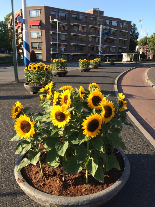 Sunflowers at St Vitus Church, Hilversum. (Zonnebloemen bij de St Vitus kerk in Hilversum)